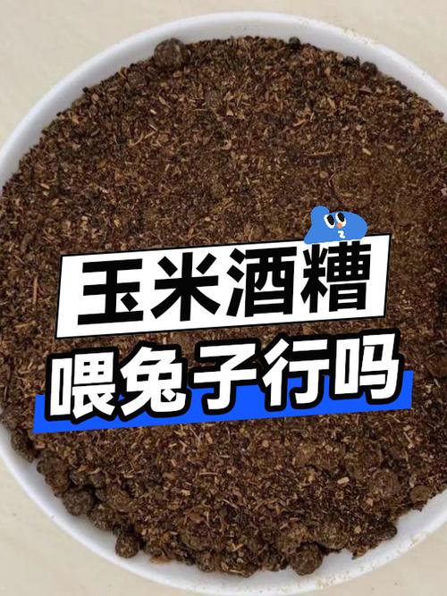 玉米酒糟喂兔子行吗